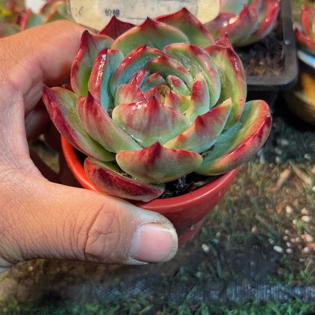 茶*惊鸿一瞥191号多肉