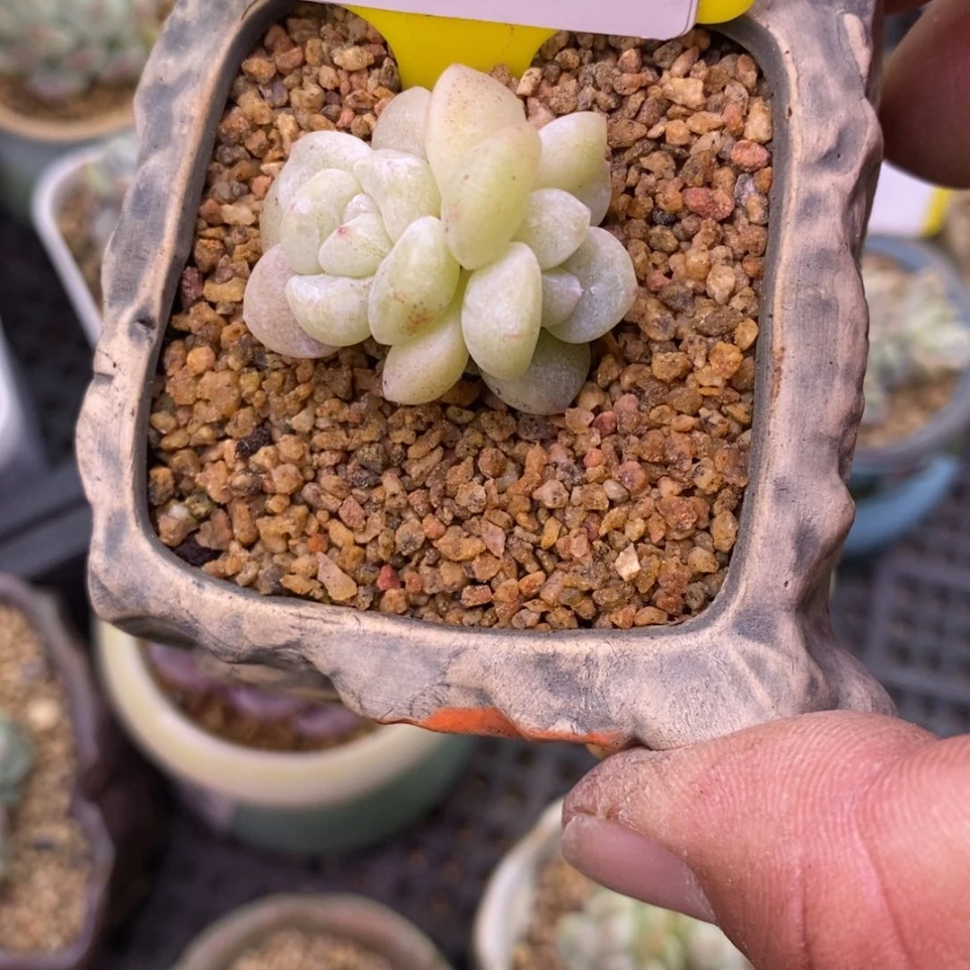 953冰玉石化福利多肉