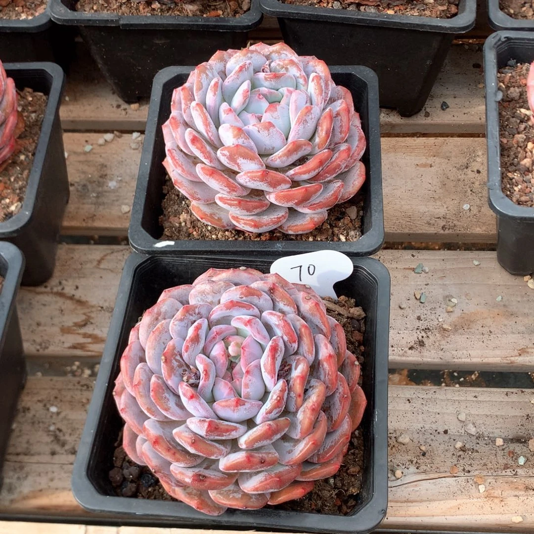 12厘米星影两颗 70