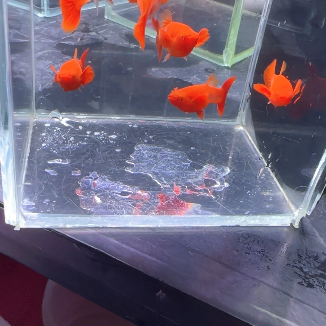 孔雀鱼鸿运分水8条