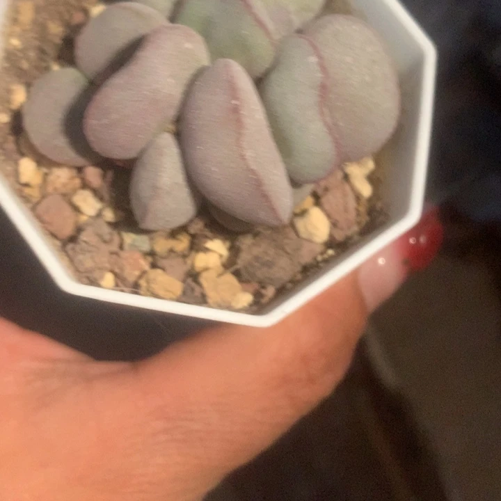 红蛋。（满9.99包邮不满9.99发叶子）