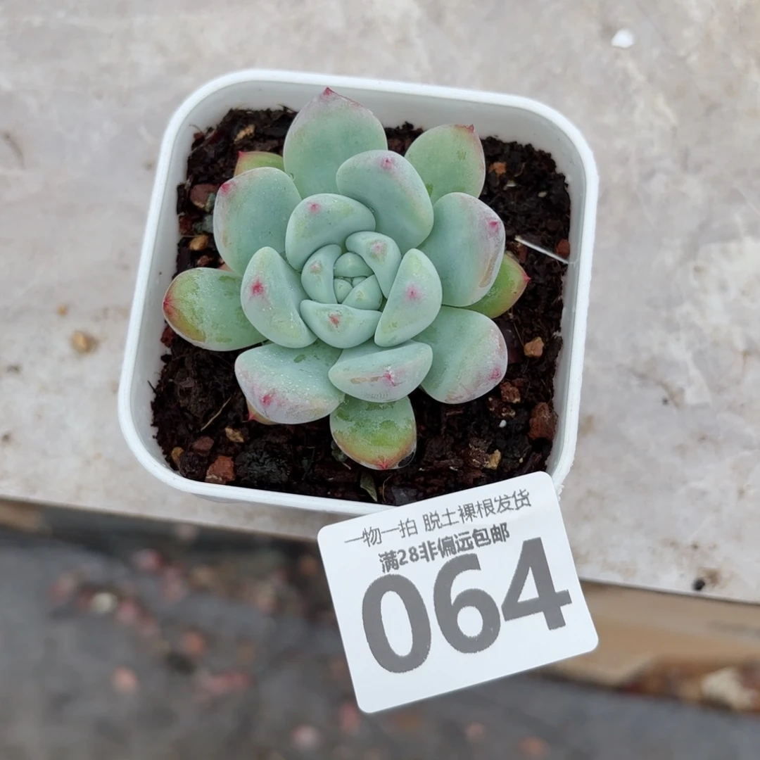 望舒单头无盆土发货