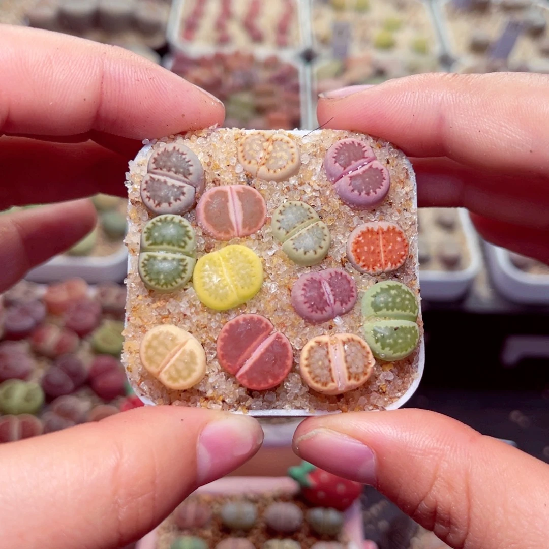 262号带盆盆包邮发货