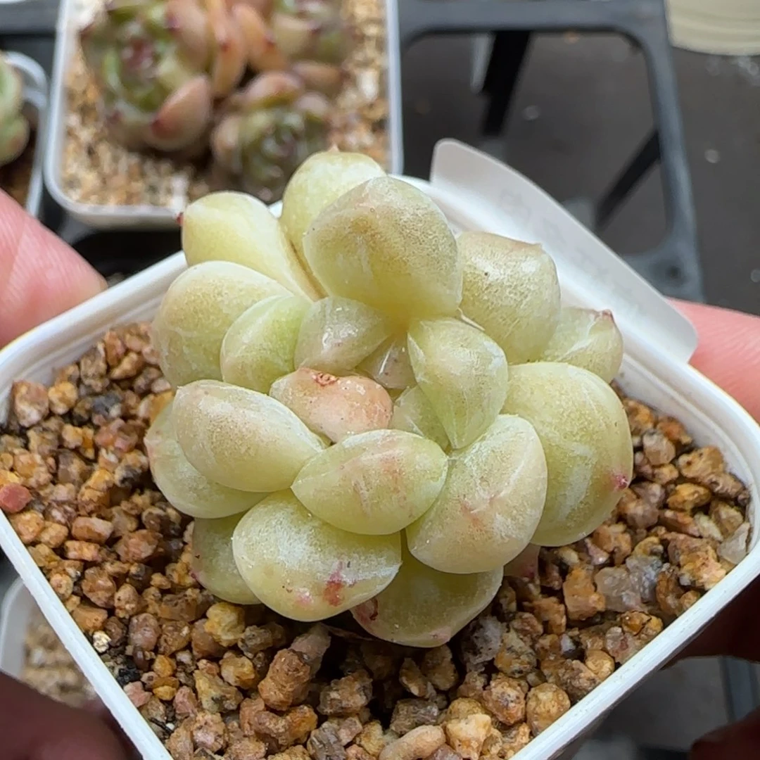 一物一拍肥冰25091
