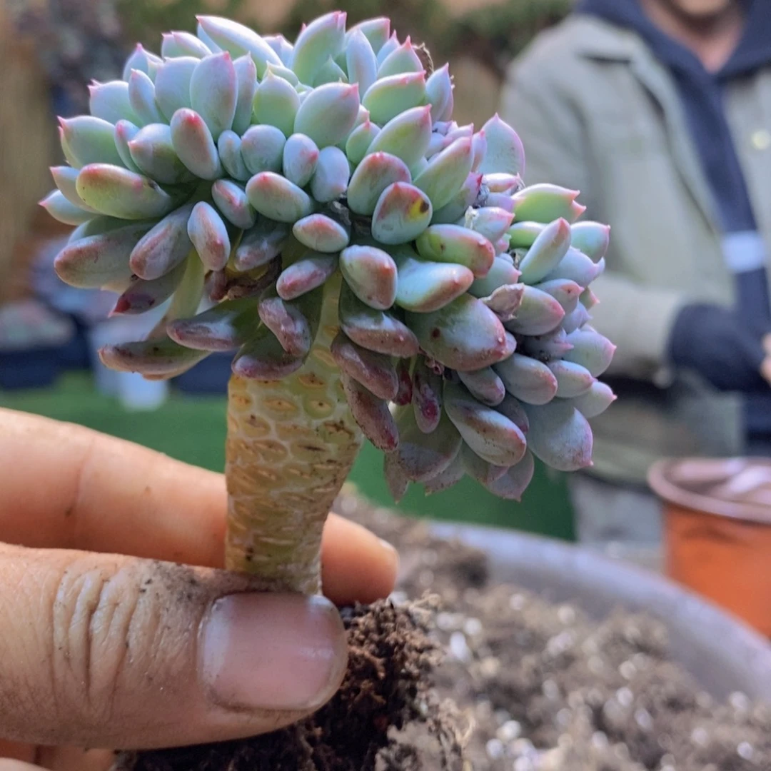 A****哥F20号玛瑙缀多肉