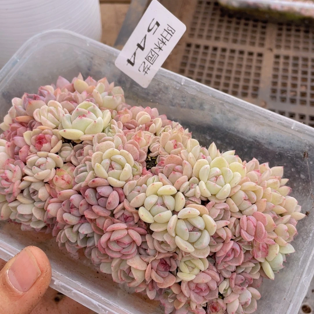 水**王多肉植物多肉植物544