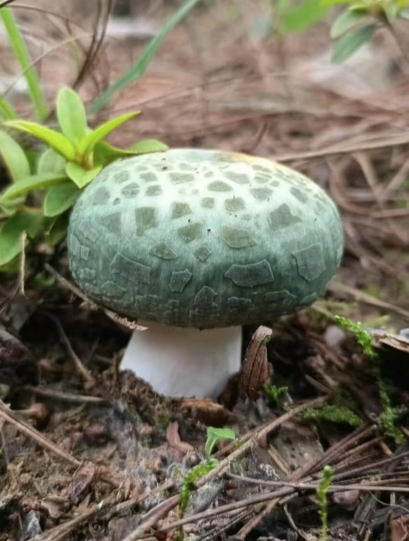 【野生新鲜青头菌】云南新鲜青头菌