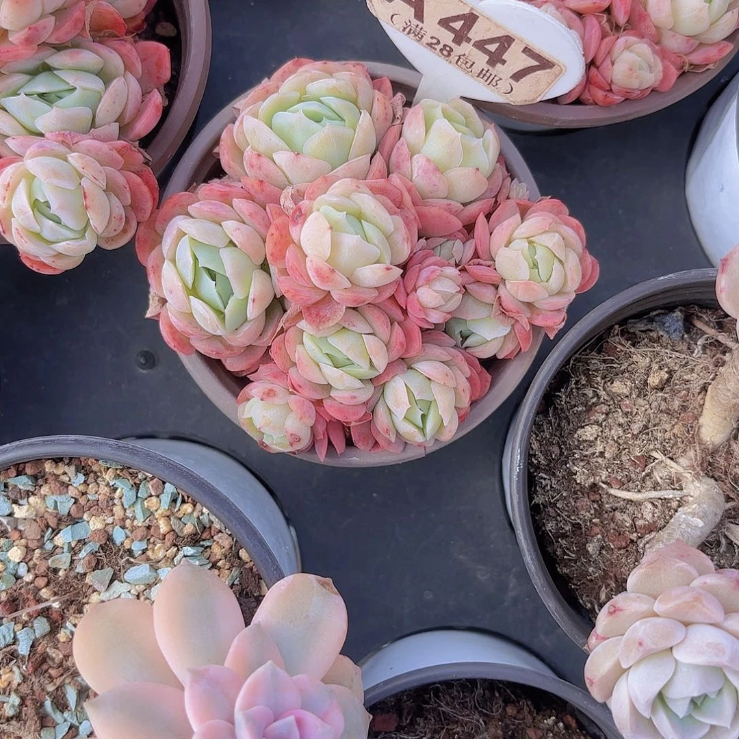 A447贝瑞一物语拍