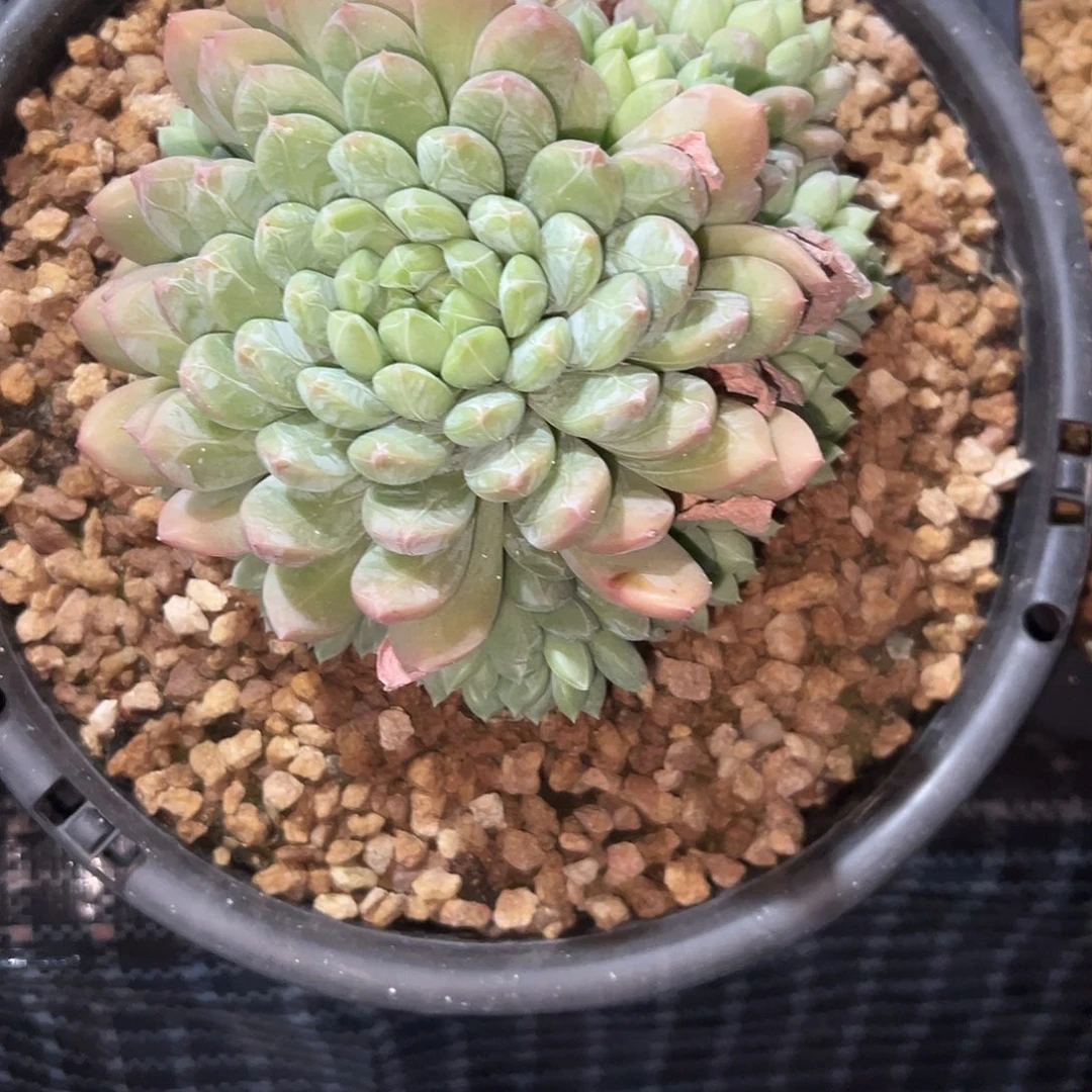 23百达翡翠。 多肉。