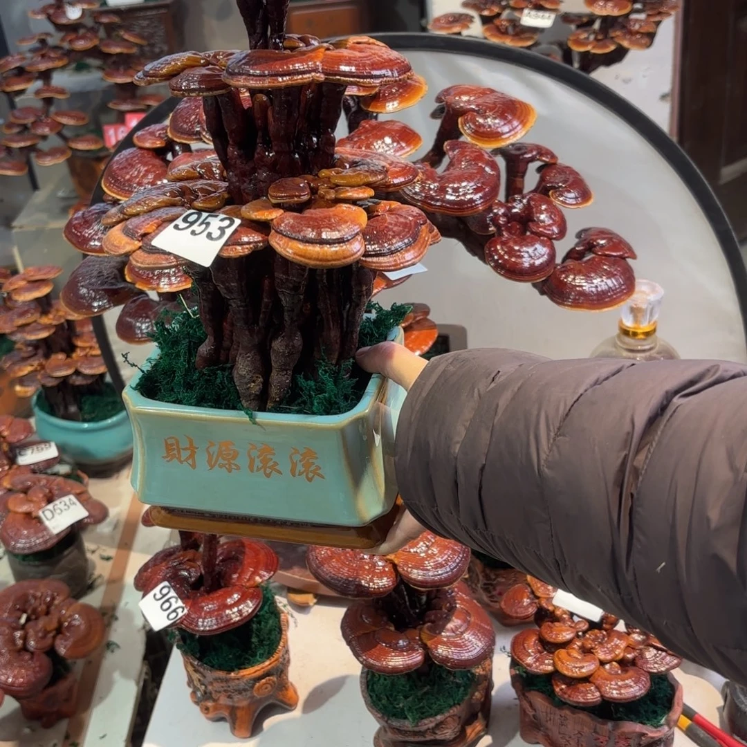 无花朵灵芝8888888888888888