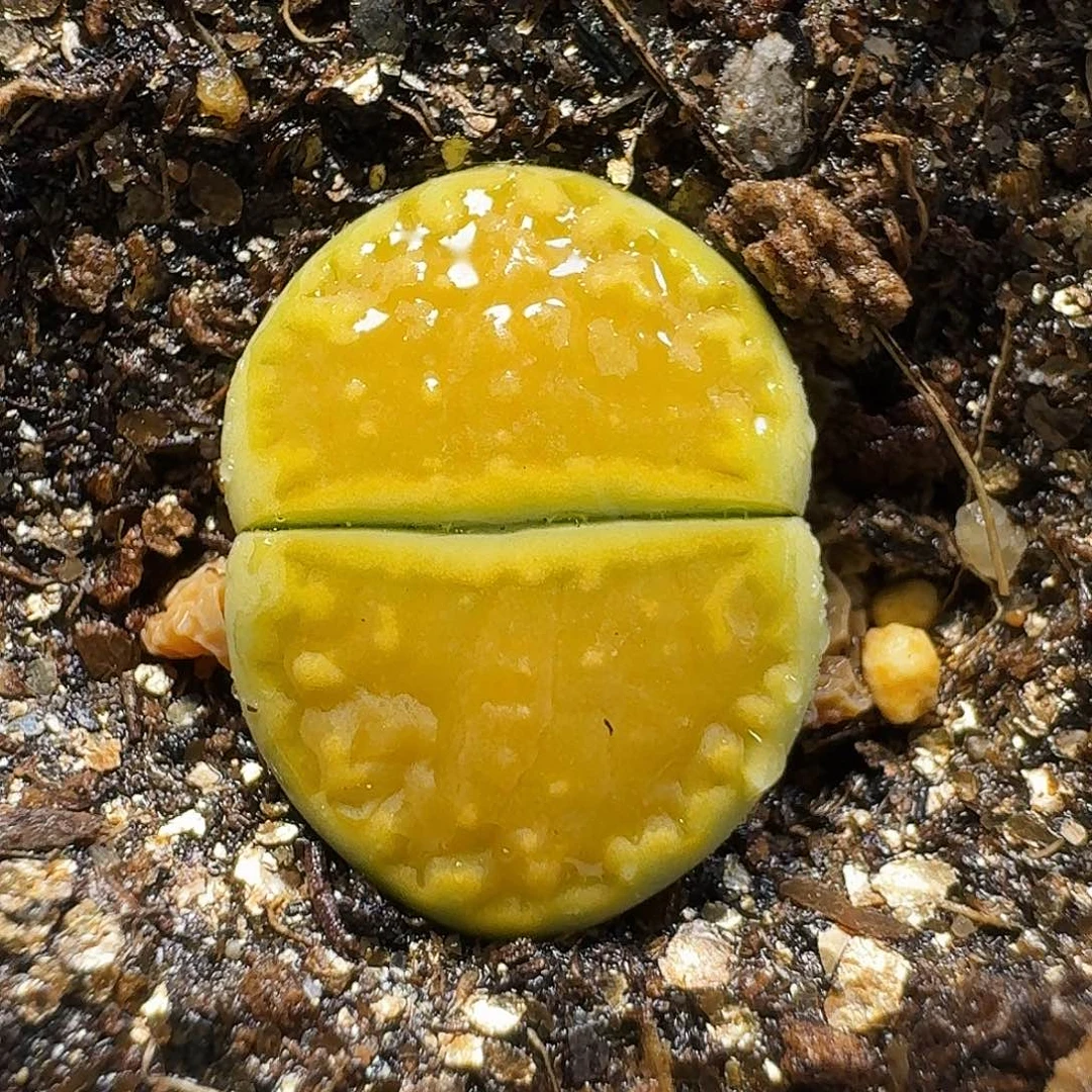 生石花111112。    299