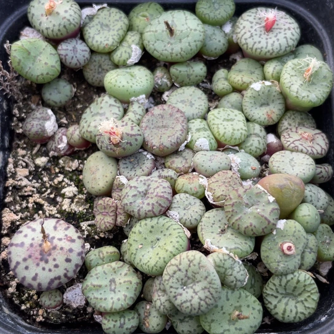 大盆特价一物一拍～24