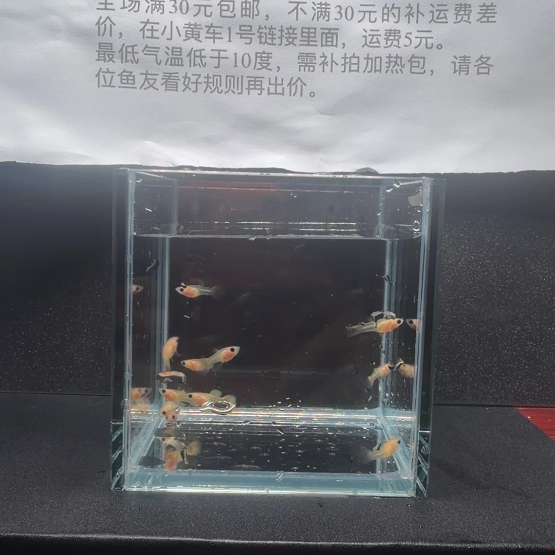 孔雀鱼黄金玻璃猫苗子11条