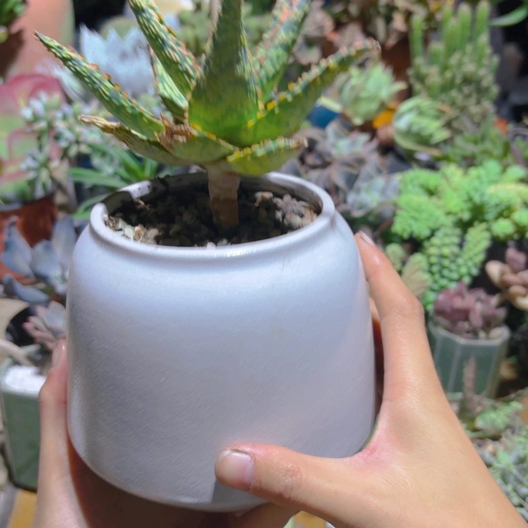 园艺芦荟带盆新疆包邮老桩