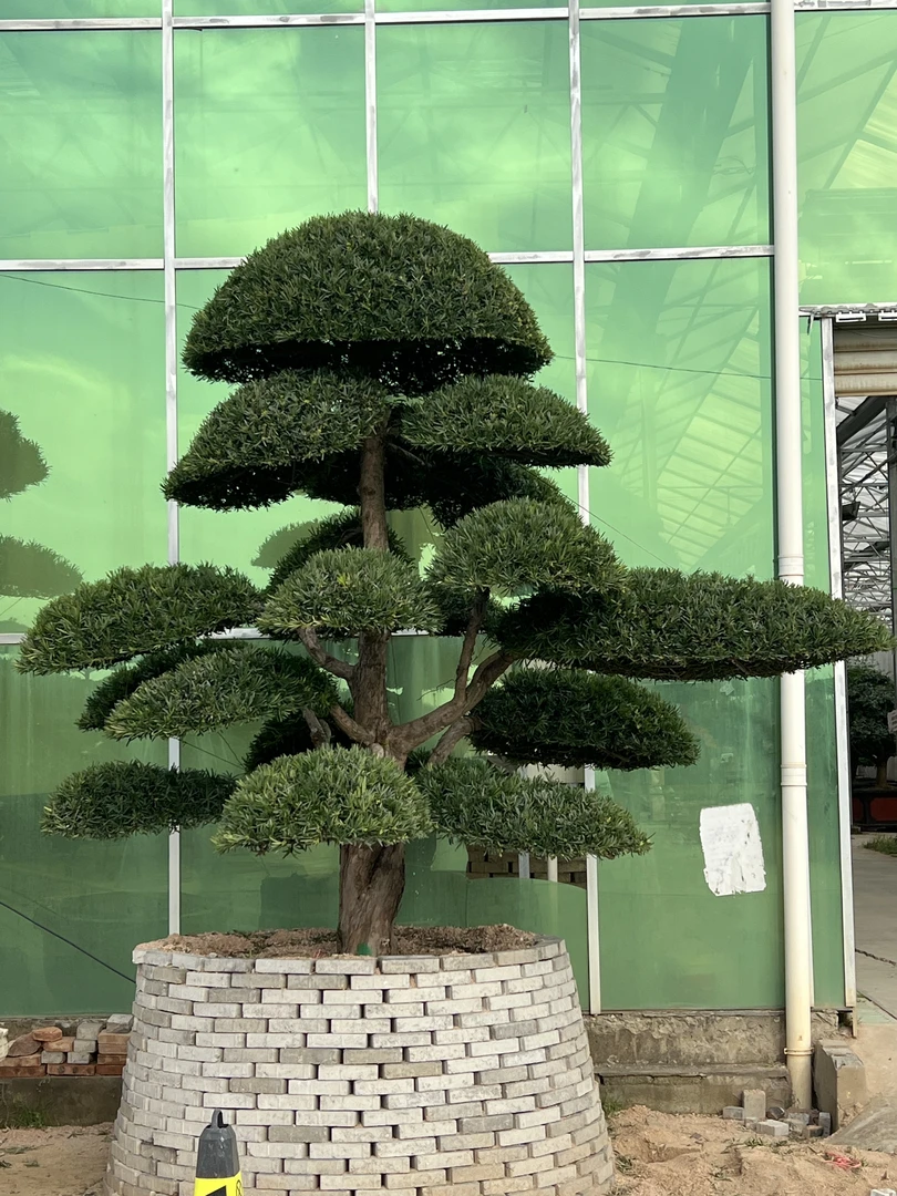 罗汉松造型地景盆景大型别墅庭院花园造型树 一物一拍