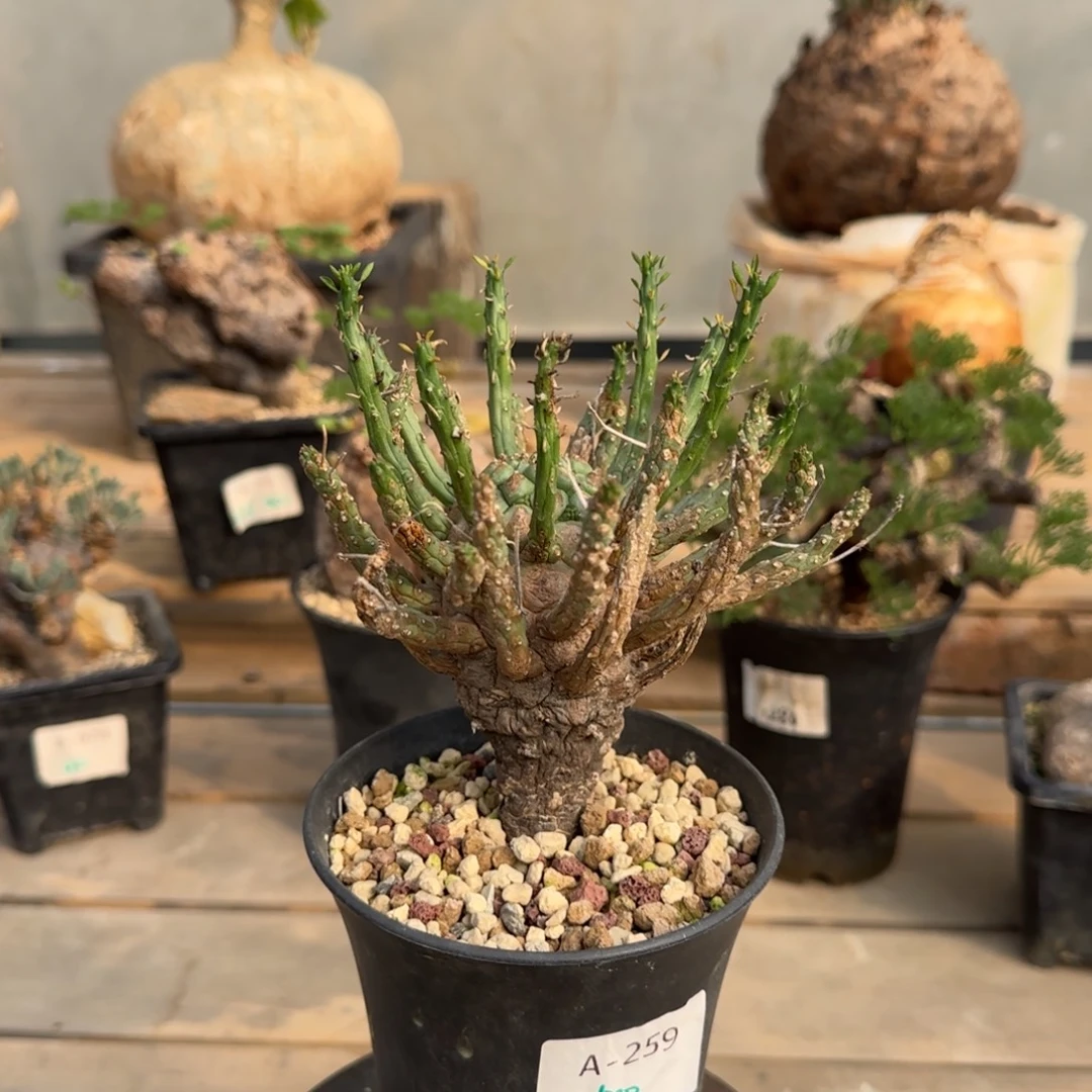 259蛮蛇头大戟块根植物