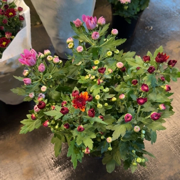 彩色荷兰菊紫橙粉