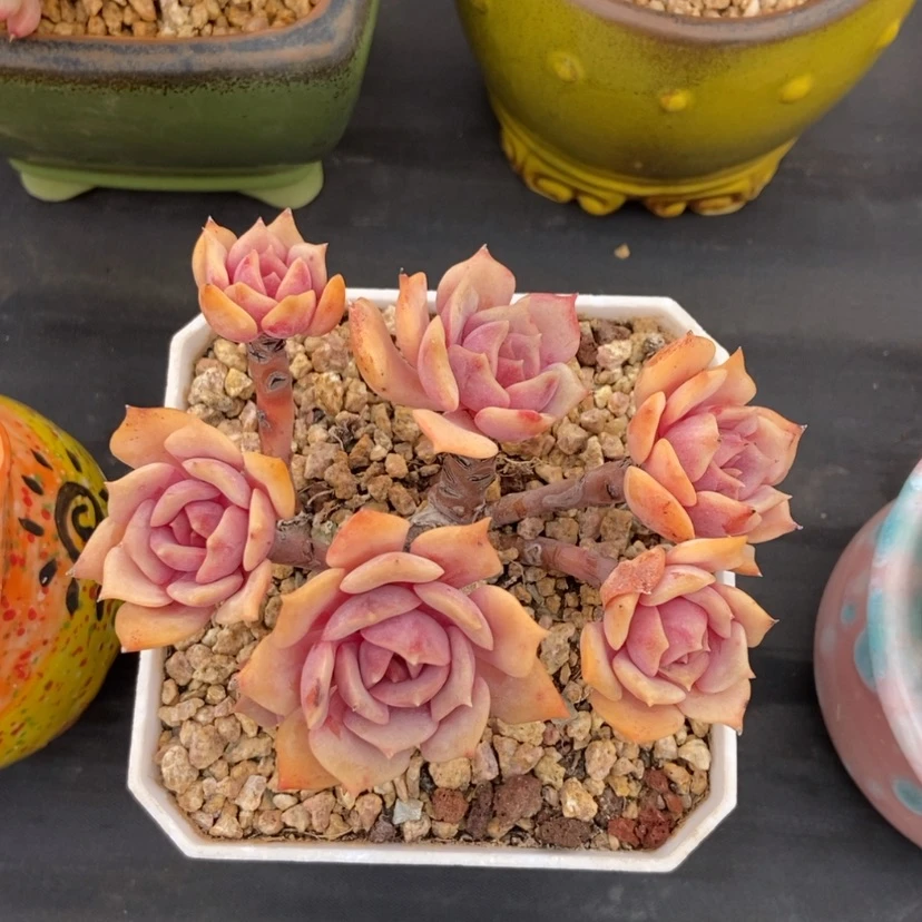 【闪购商品】粉蝶群