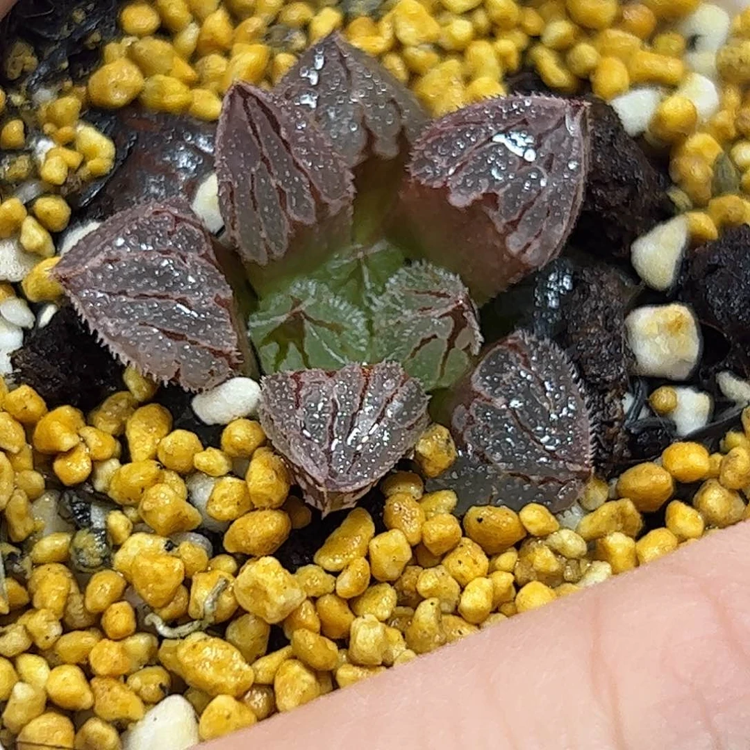 冰葵寿十二卷多肉植物