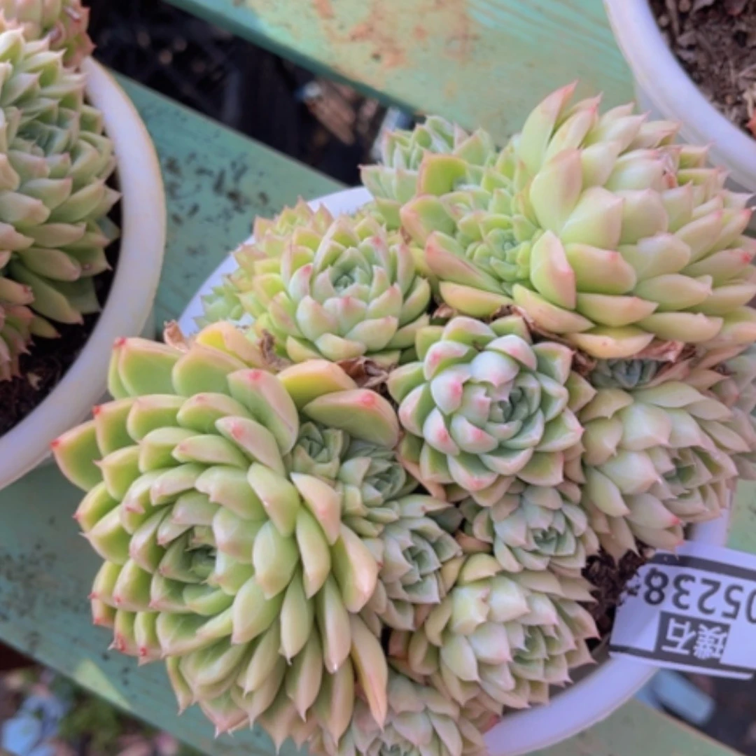 【闪购商品】我****愈玲珑珍妮05238