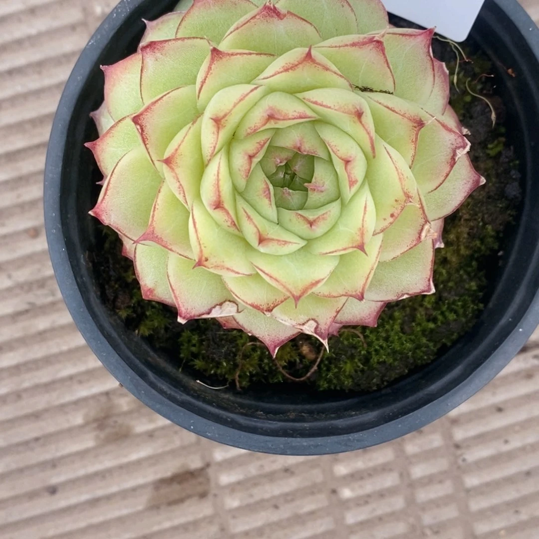 咪***堡2-642多肉多肉多肉多肉多多肉