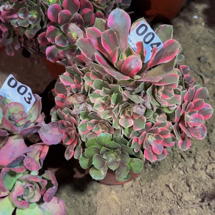 004女妖多肉植物不售后