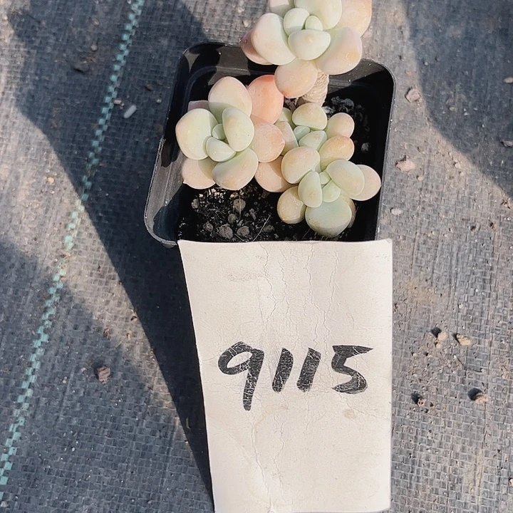 大*丹9115密密麻麻买买买