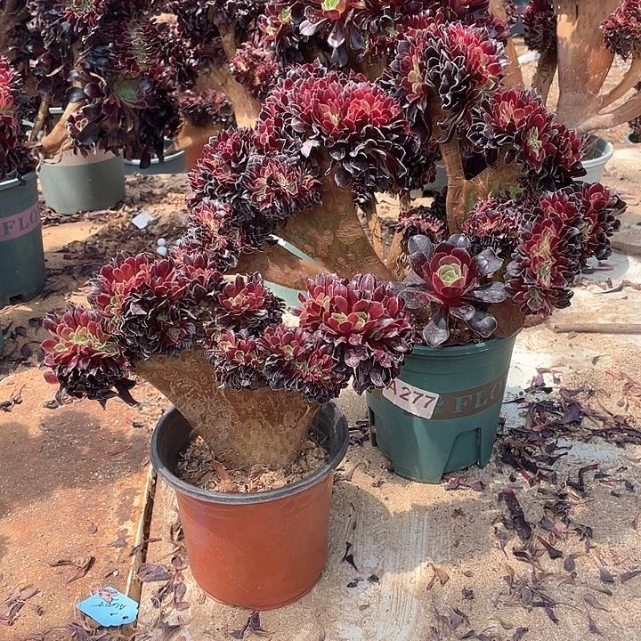 A277特价欧紫缀化有侧修35-2两棵脱土包邮