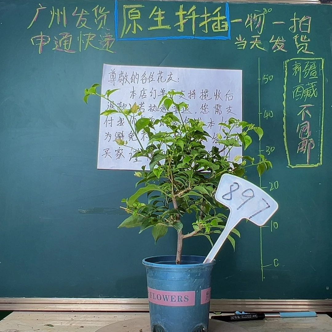 当前无花栽培后可以开花雪紫 897