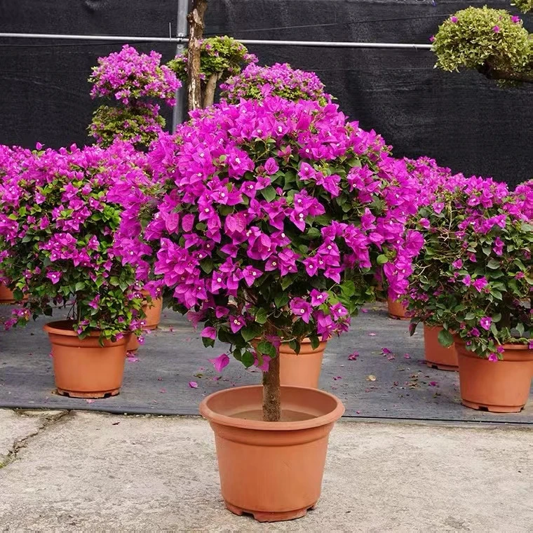 三角梅云南紫棒棒糖四季开花夏季三角梅老桩带原土好养活美观实物