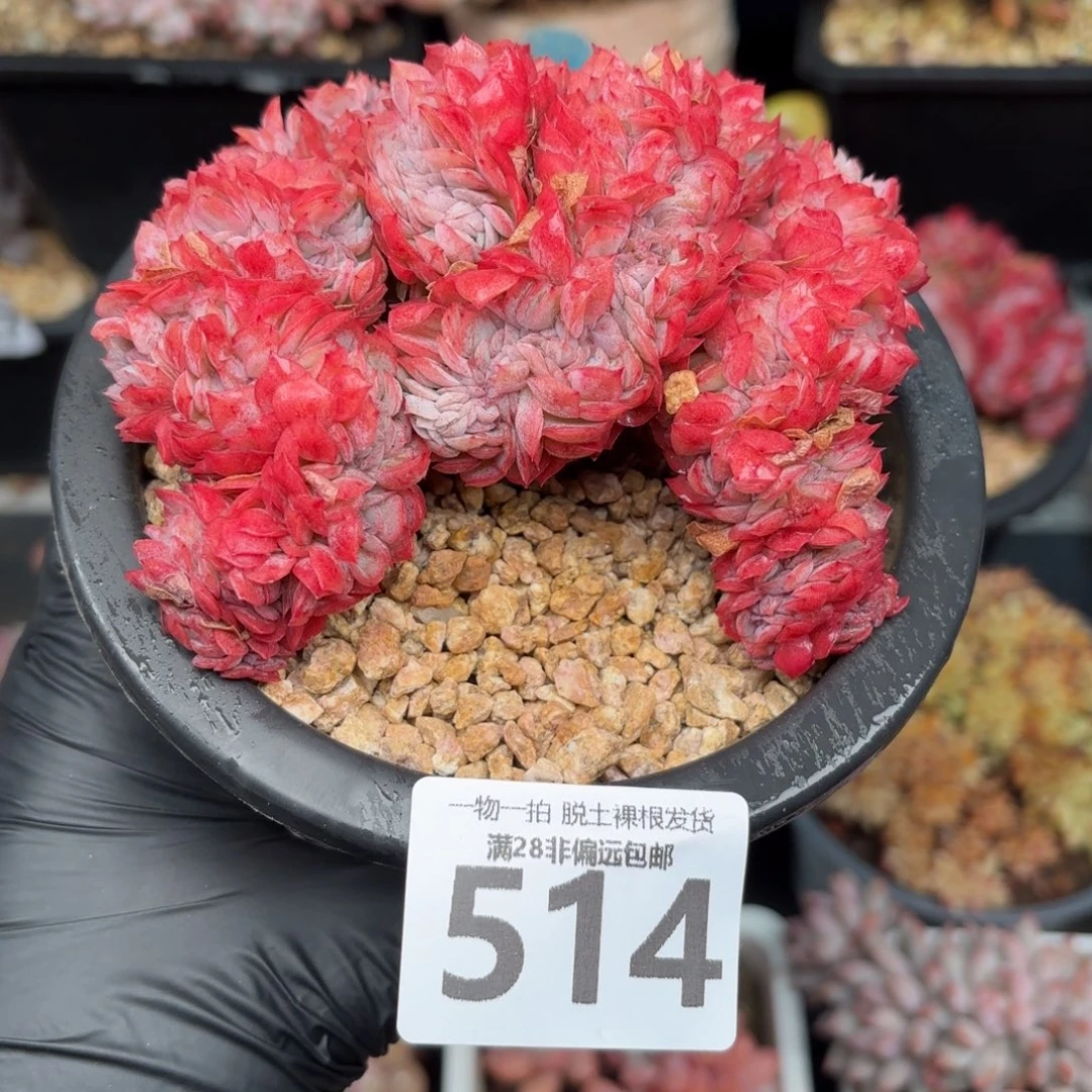 贝瑞缀化无盆土发货