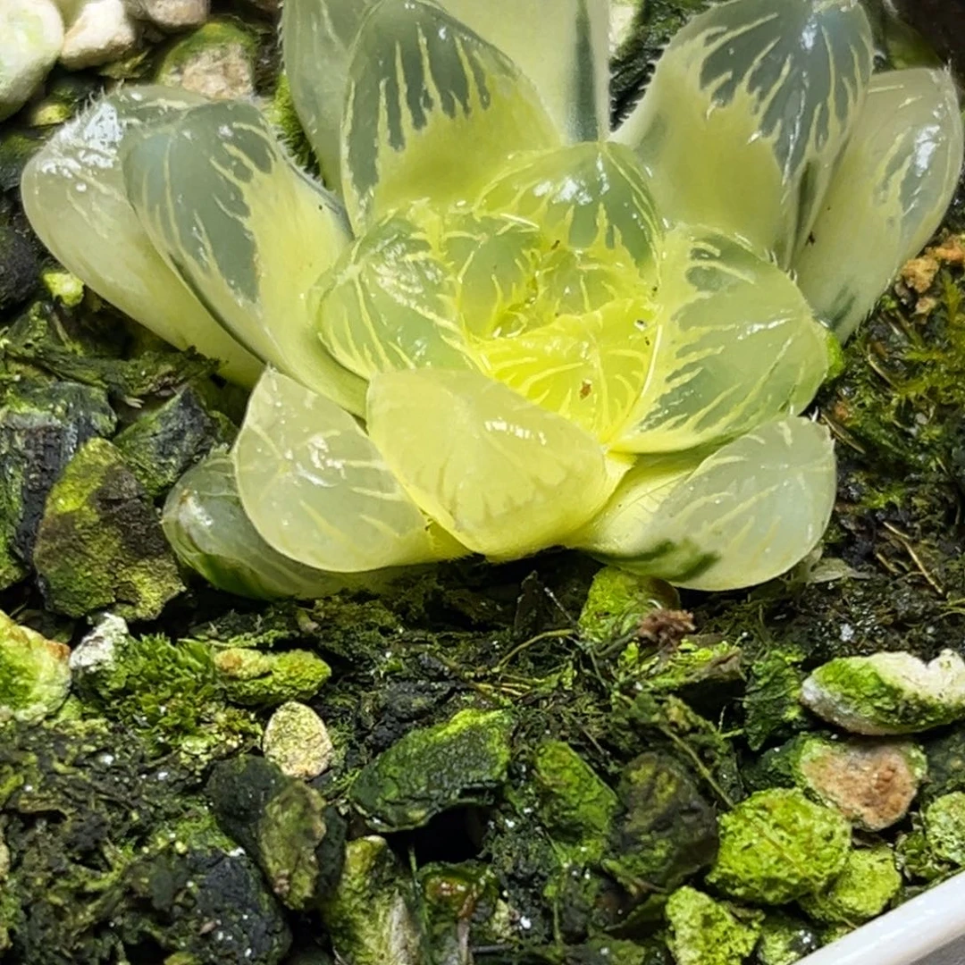 十二卷多肉植物1967夏沫