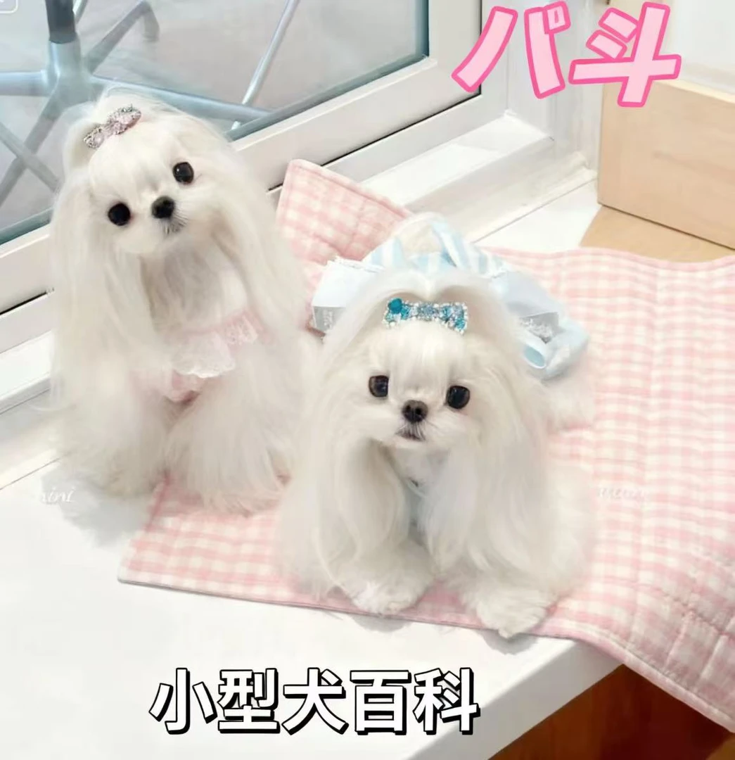 八斗狗市代购选狗专属链接