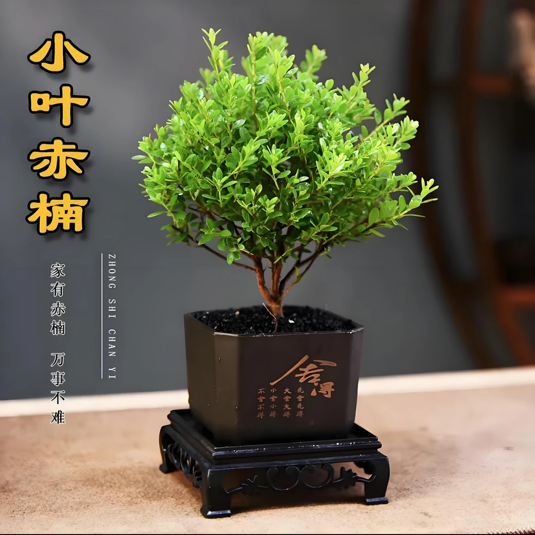 小叶赤楠老桩花卉客厅盆景办公室净化绿植茶室黑砂石高级盆景盆栽