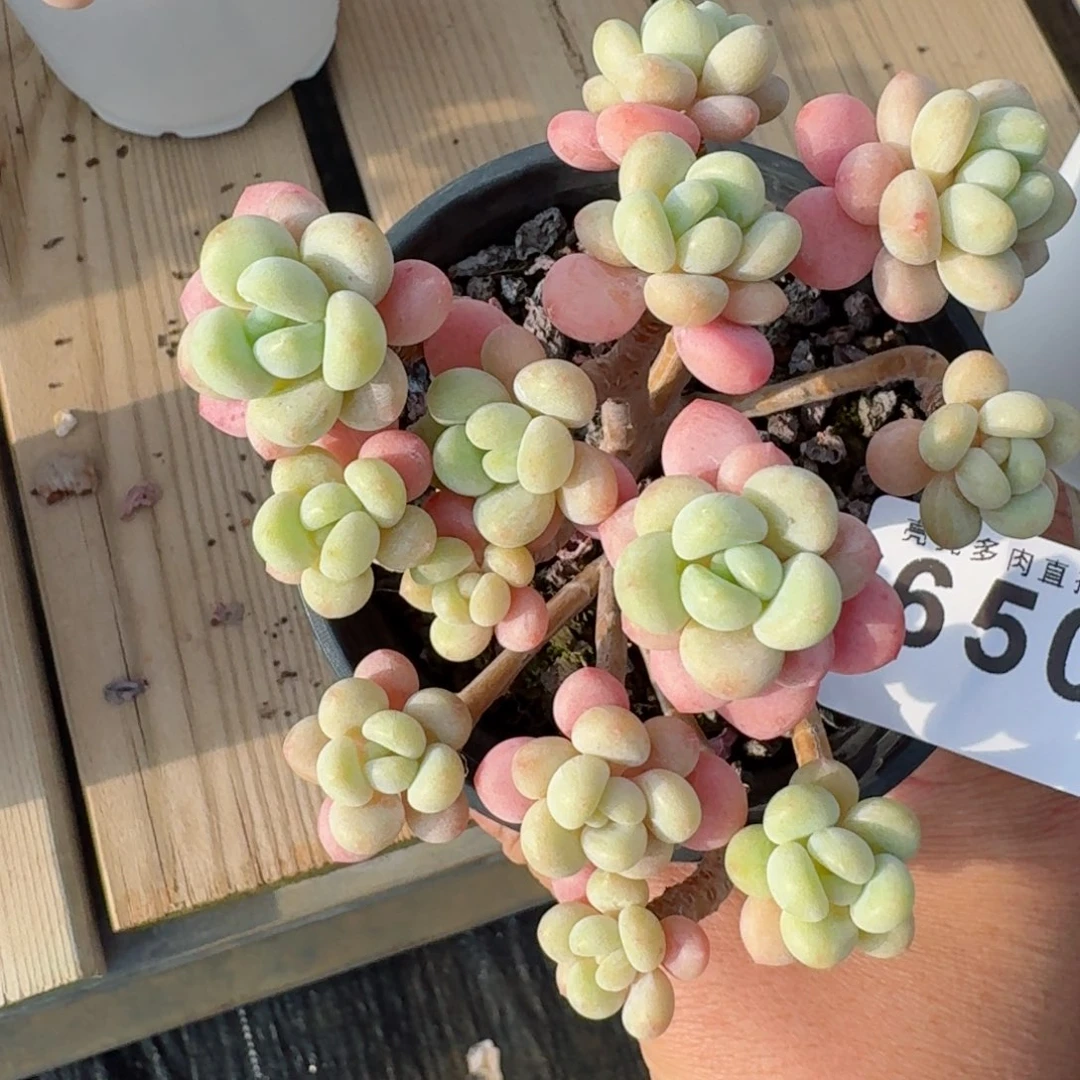 娟***子洛可可      愿你一路坦途，乘风破浪展宏图