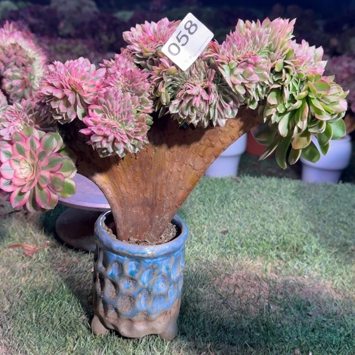 荔枝法师锦缀化058