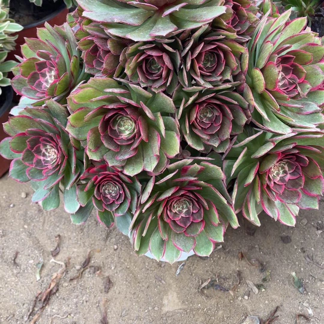 397粉花妖多肉法师断枝不包