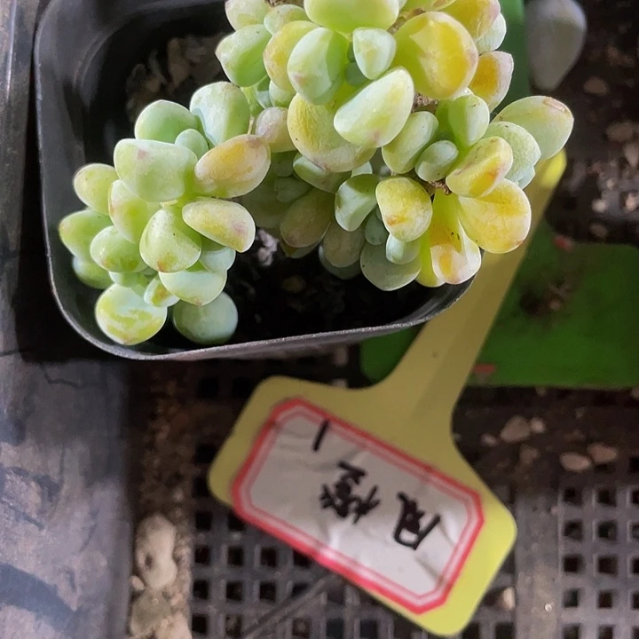 劳尔群6.5方带盆土发