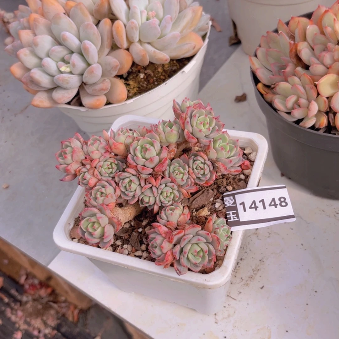 娜娜小沟多肉植物14148