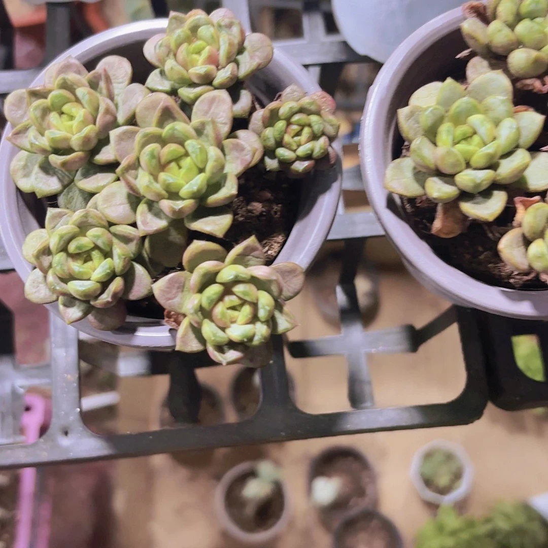 精品老庄葡萄多肉植物