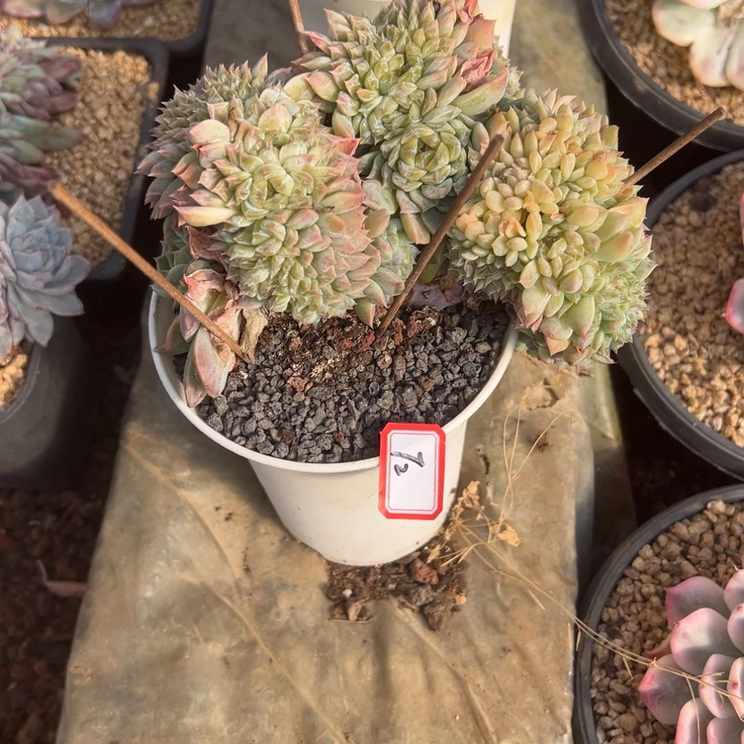 随***）精品多肉植物老桩