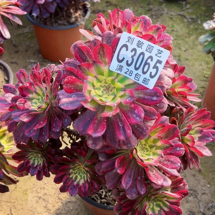 3065大波浪法师法师