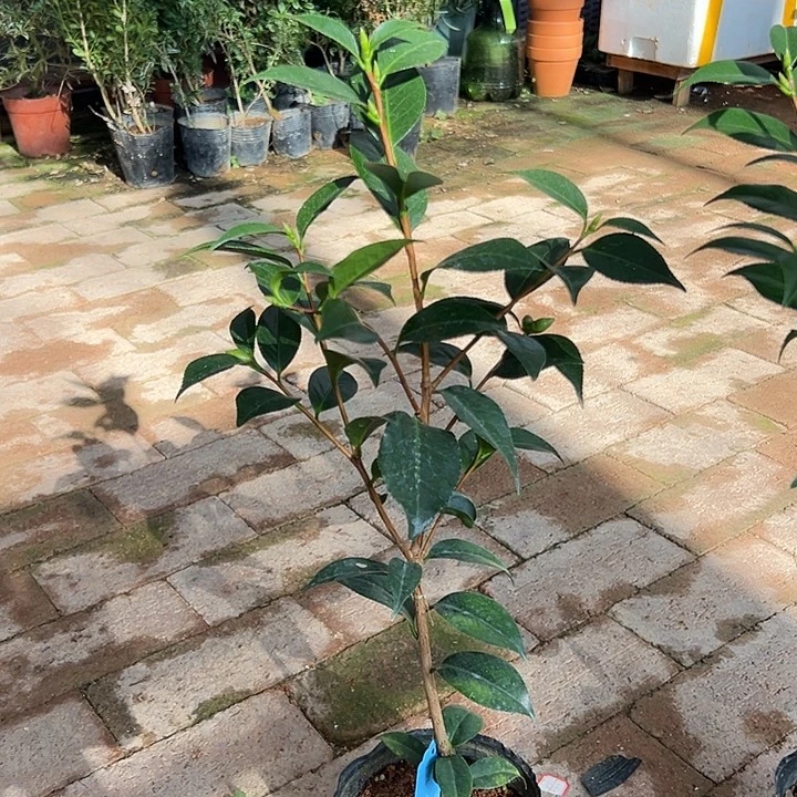 大部分花苞少量开放，马可波罗随单