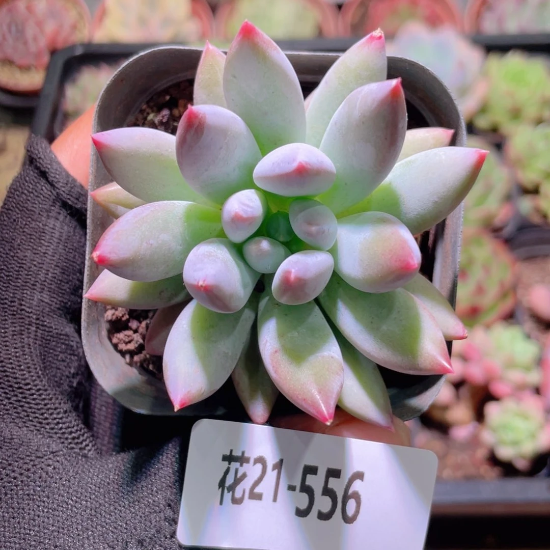 花利用21-556奶瓶