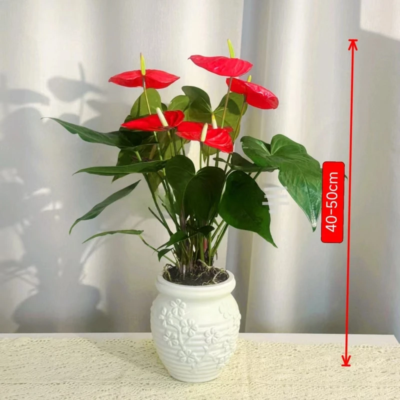带盆水培红掌带花花苞3-5花净化空气40-50CM桌面盆栽红掌绿植