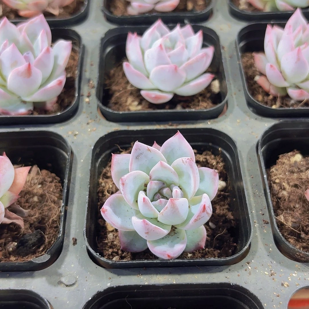 精品粉蓝鸟多肉植物