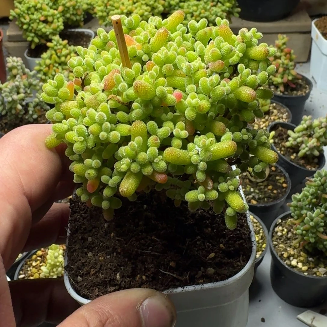 m***a多肉植物枝干番杏