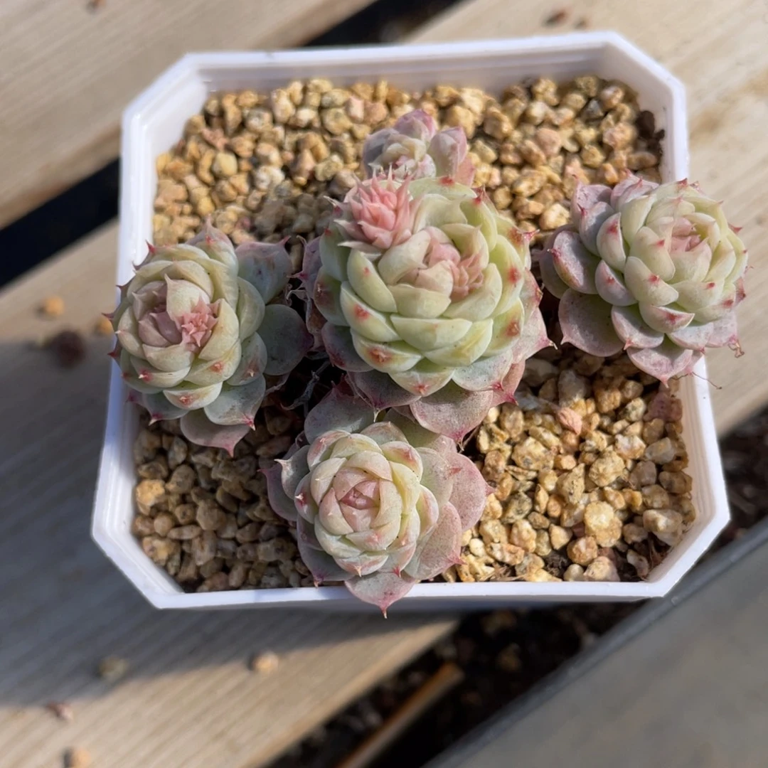 优选飘枝珍妮多肉1812