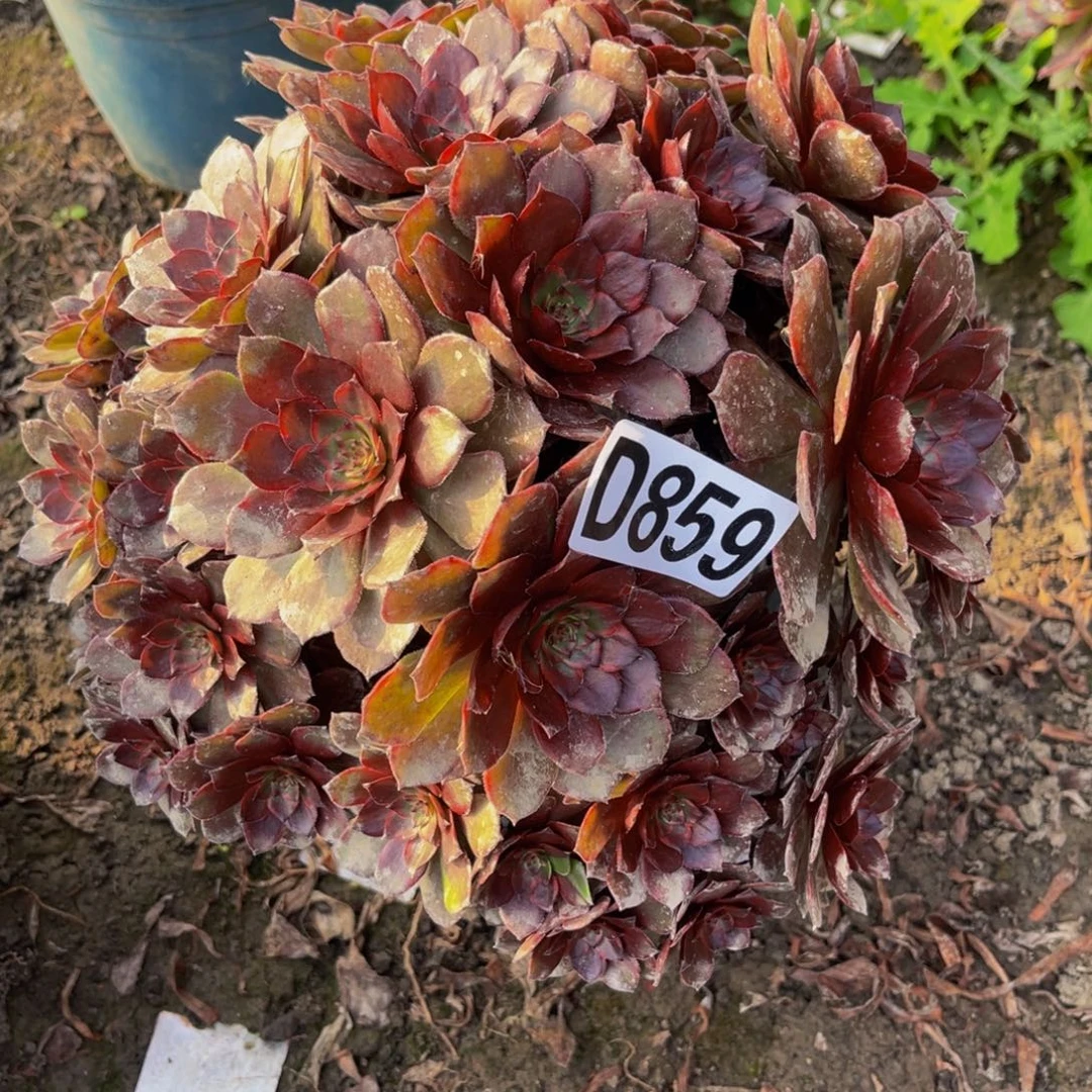 千面男爵26///34包邮