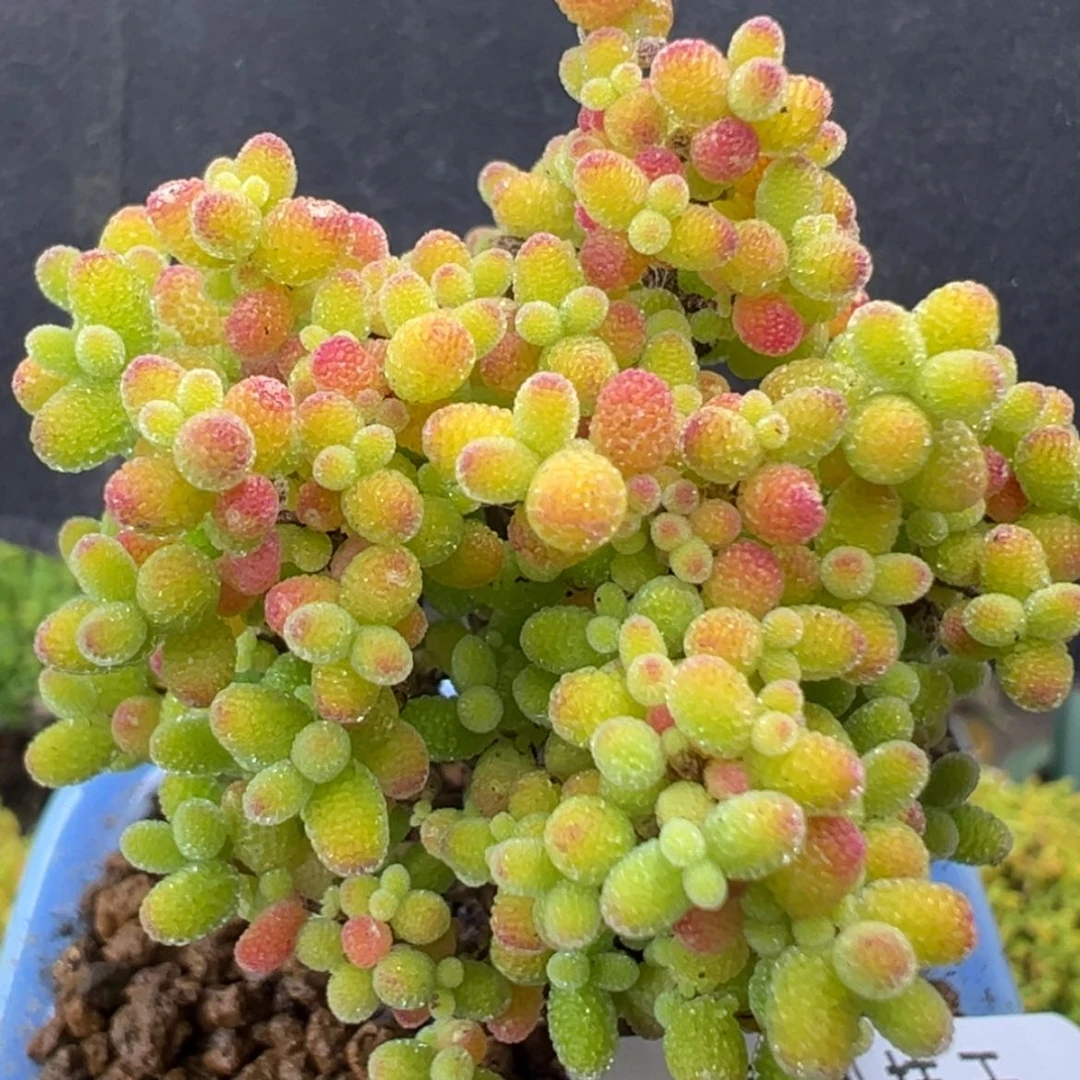 【闪购商品】dy6880精控蜜橘糖球冠幅4cm